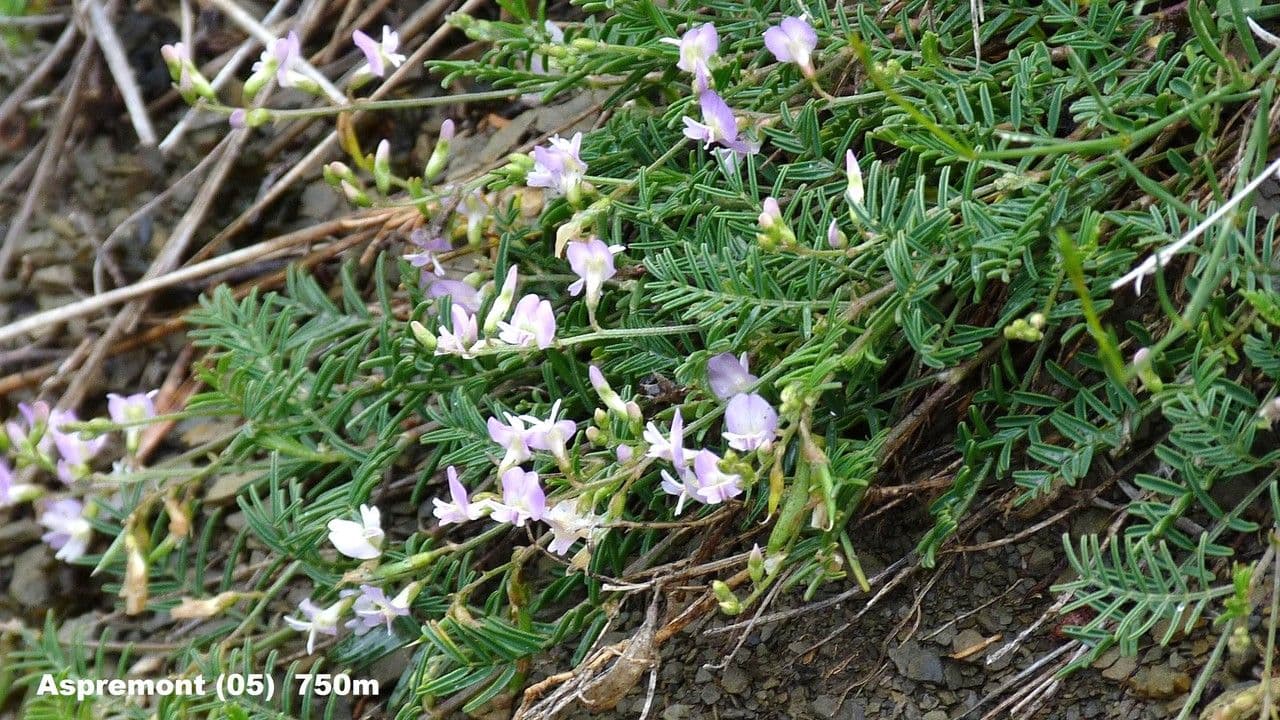 Astragalo austriaco 15