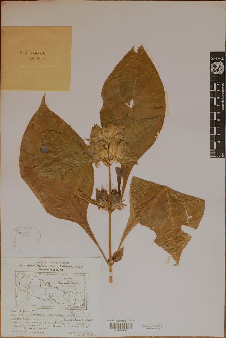 Barleria 14