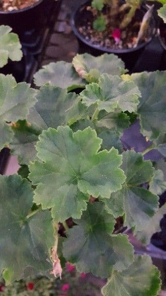 Pelargonium inodorum 12