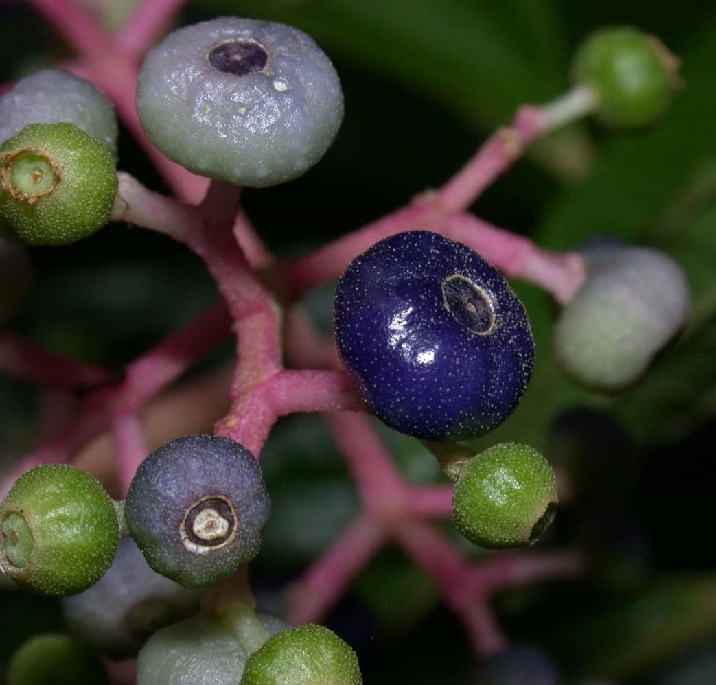 Miconia affine