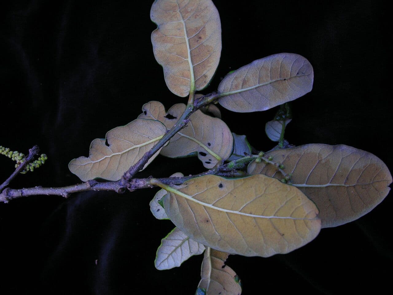 Brauneiche 7