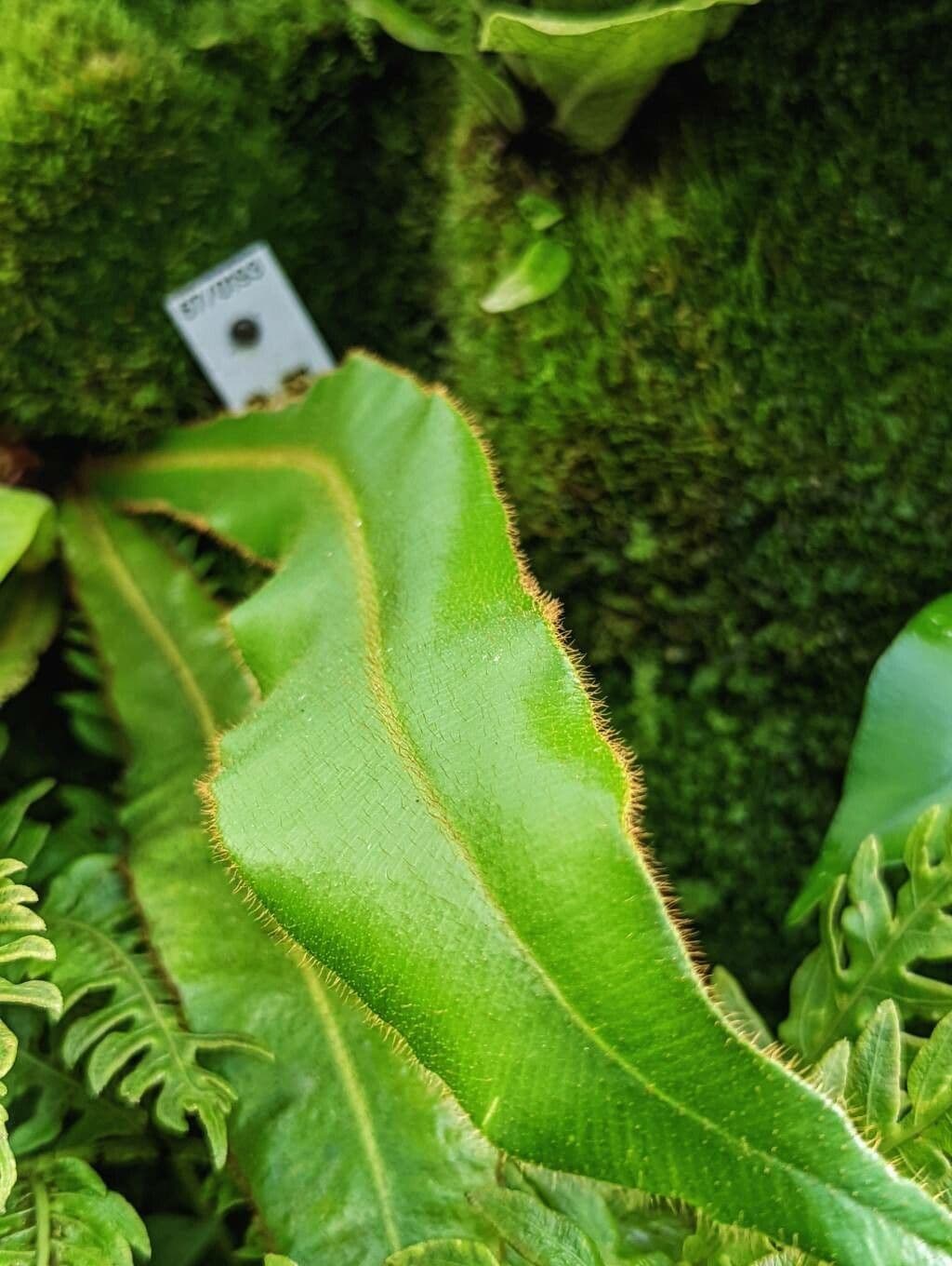 Felce lingua di cervo 2