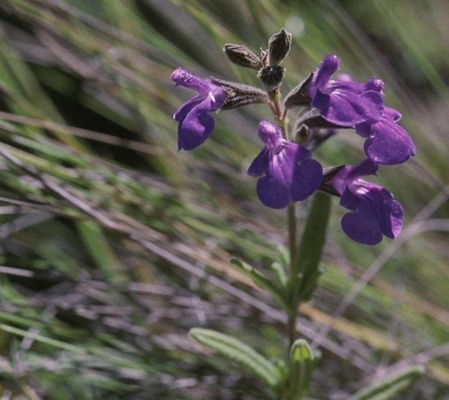 Salvia