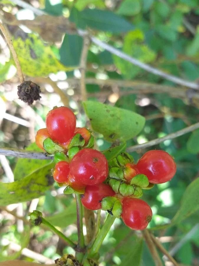 Caprifoglio etrusco 3
