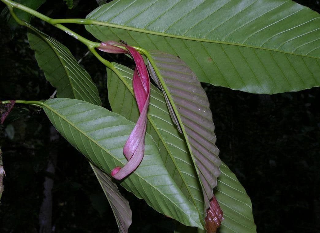 Dipterocarpus 4
