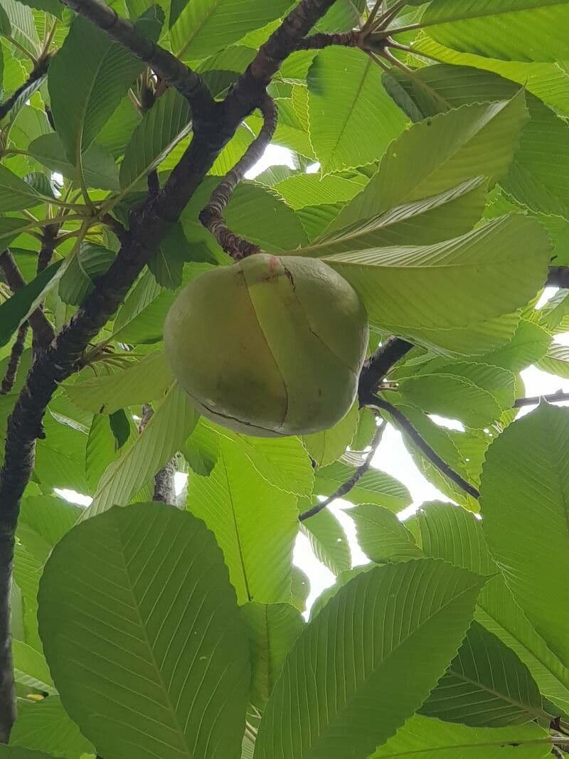 Dillenia indica 5
