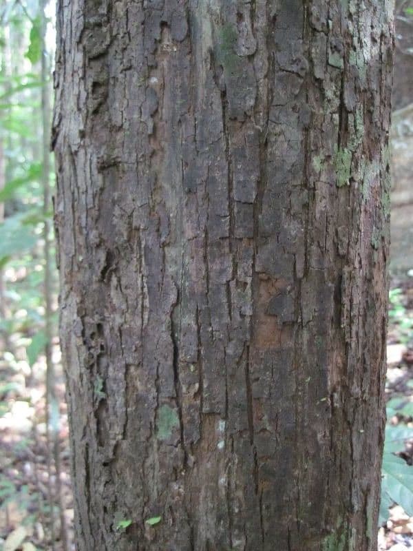 Eschweilera 9