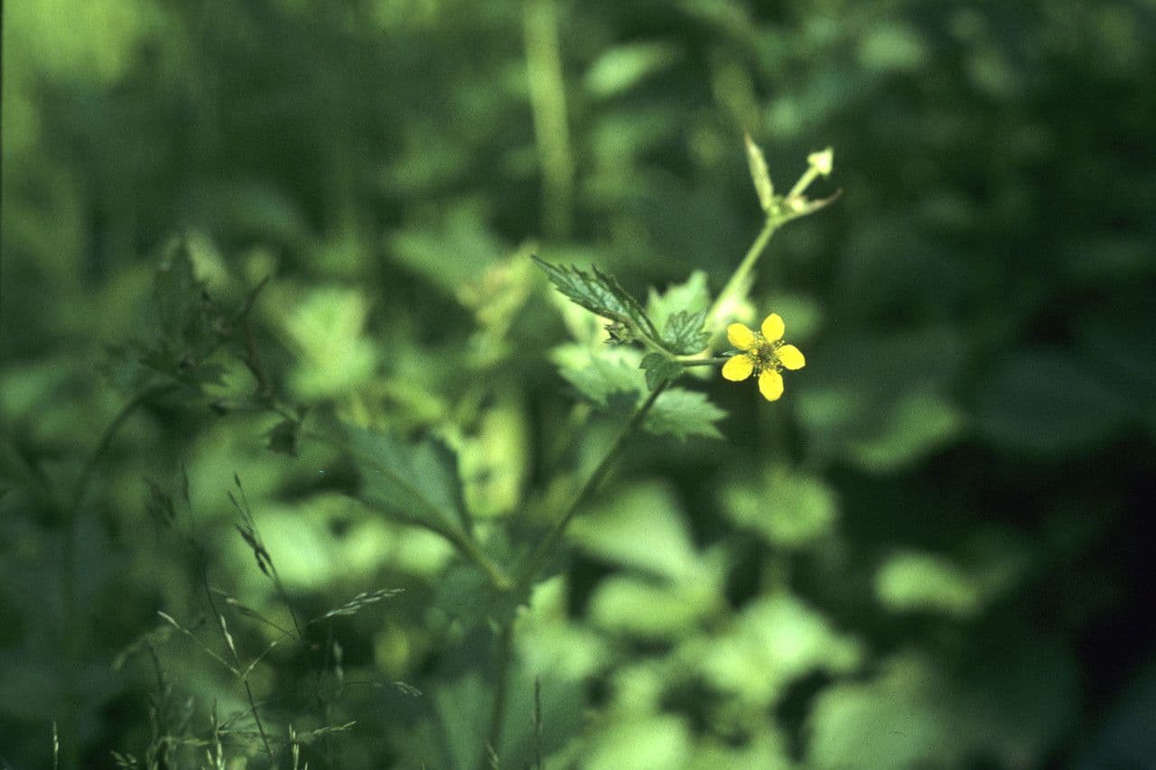 Geum de Alepo 12