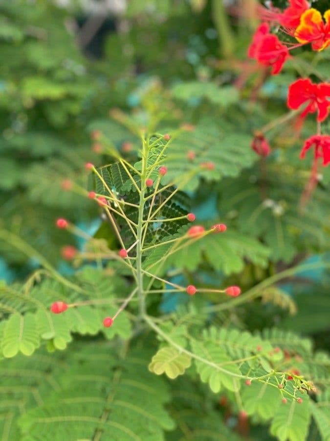 Cesalpinia 3