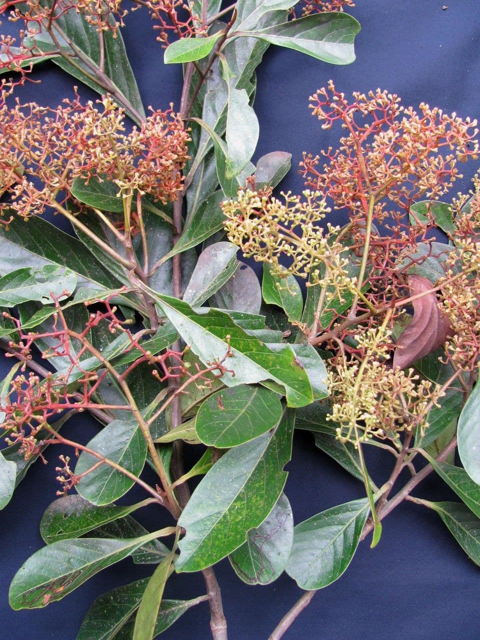 Ocotea insulare 21