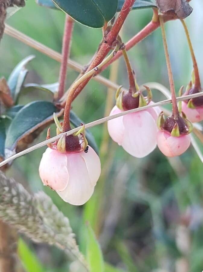 Murta 6
