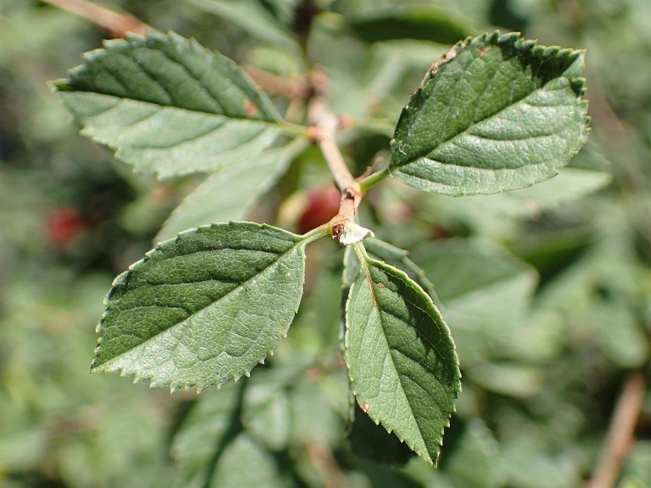 Cerisier 13
