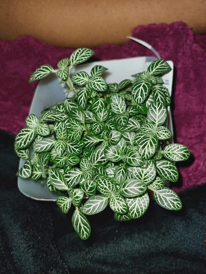 Fittonia 16