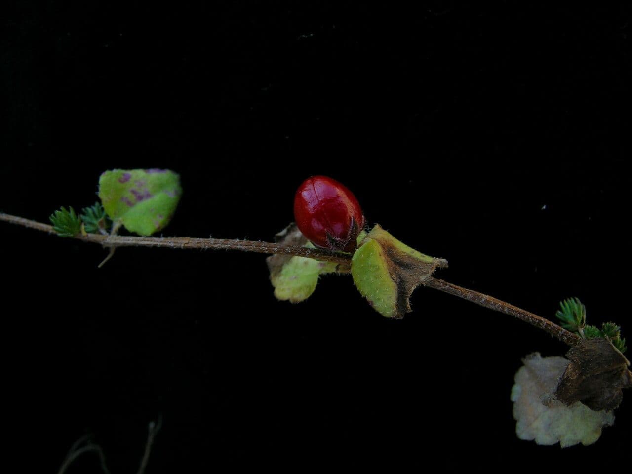 Hemiphragma