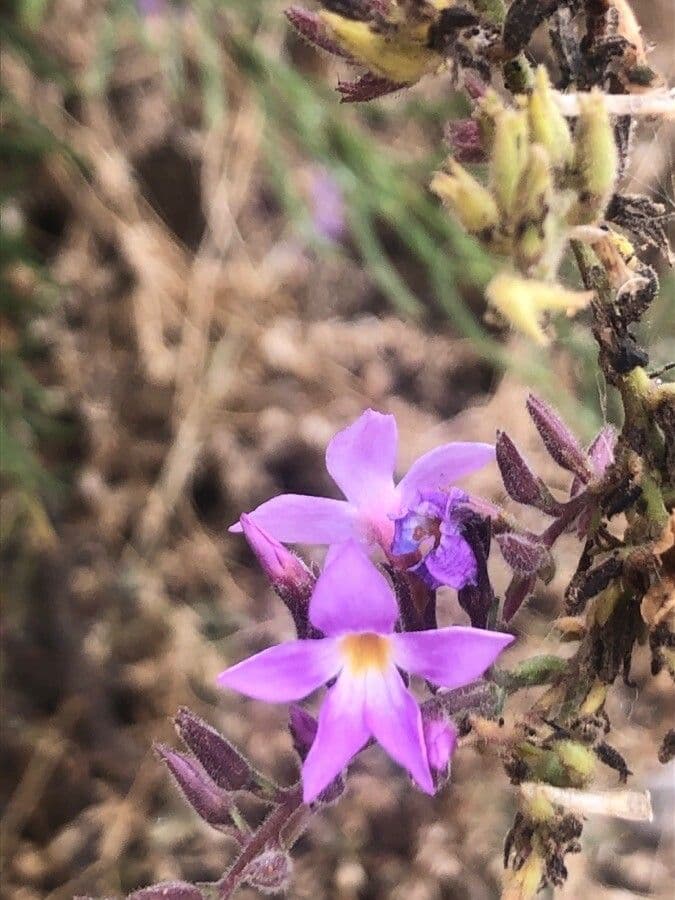 Campylanthus 5