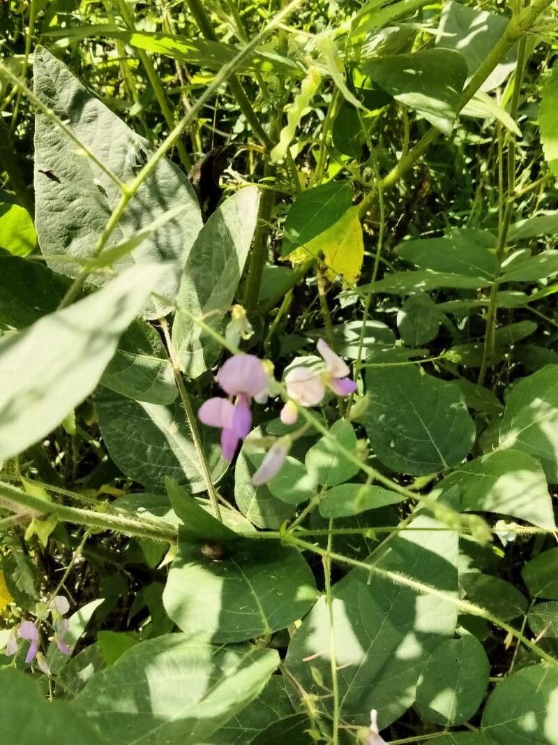 Desmodium canutro 2