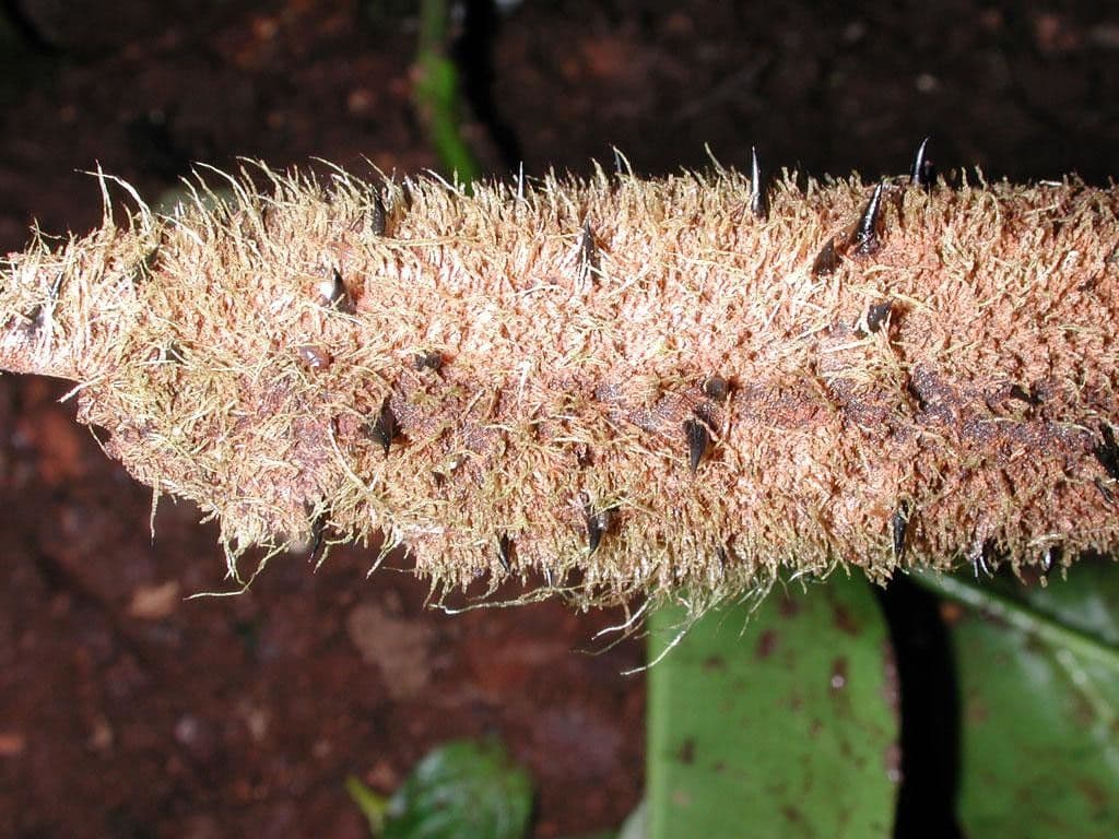 Alsophila