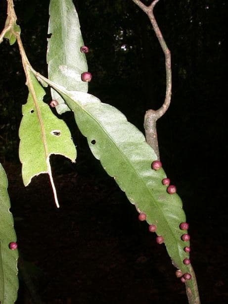 Pseudorhipsalis 4