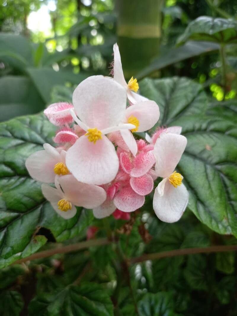 Begonia incarnata