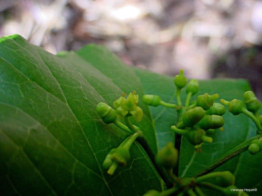Cissus 5