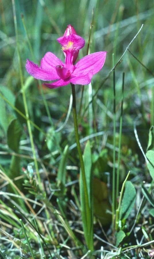 Calopogon tuberoso 5