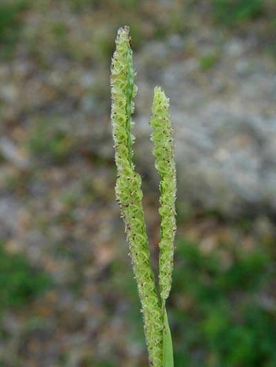 Fransige Paspalum 3