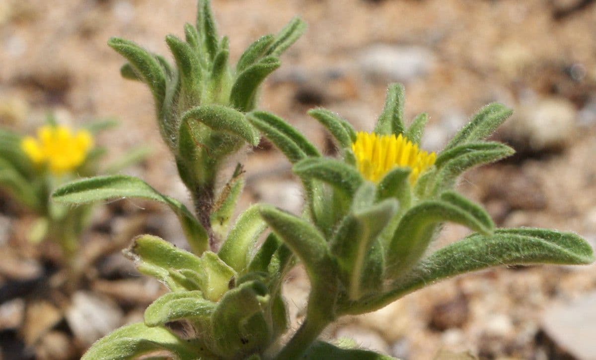 Asteriscus acquatico 12