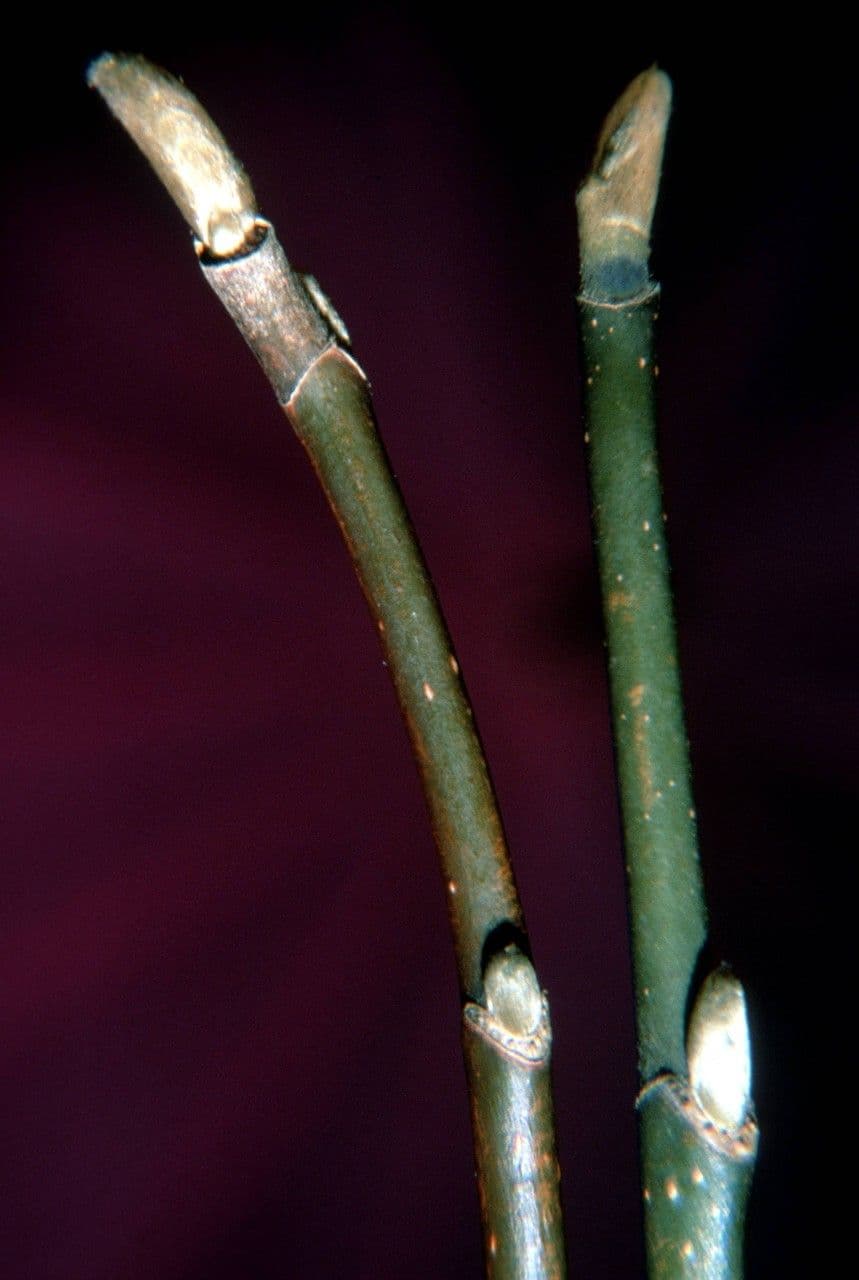 Magnolia acuminata 28