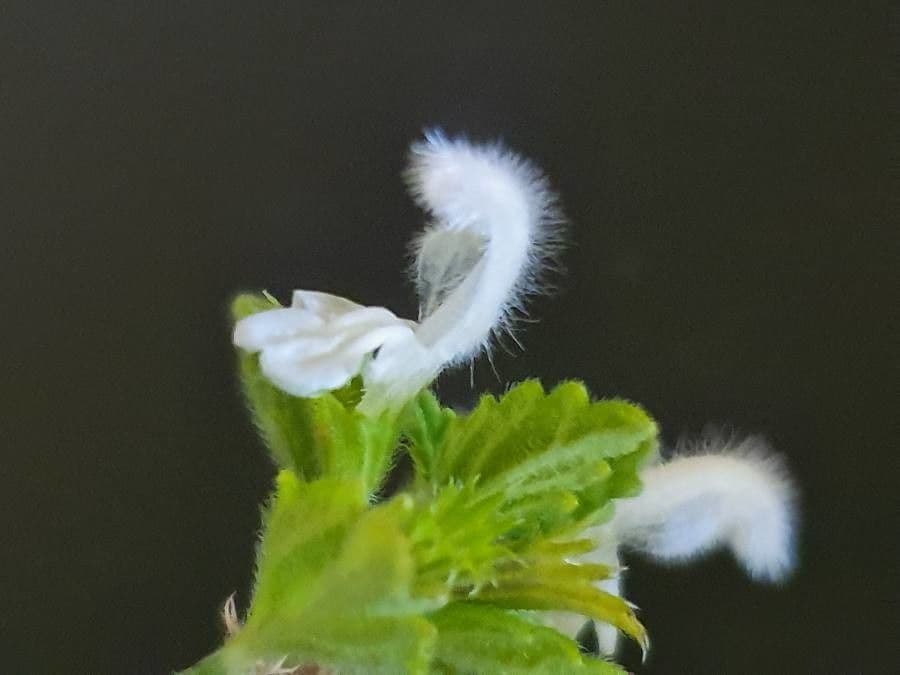 Leucas glabrata 4