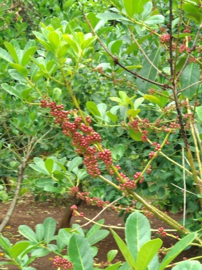 Erva mate