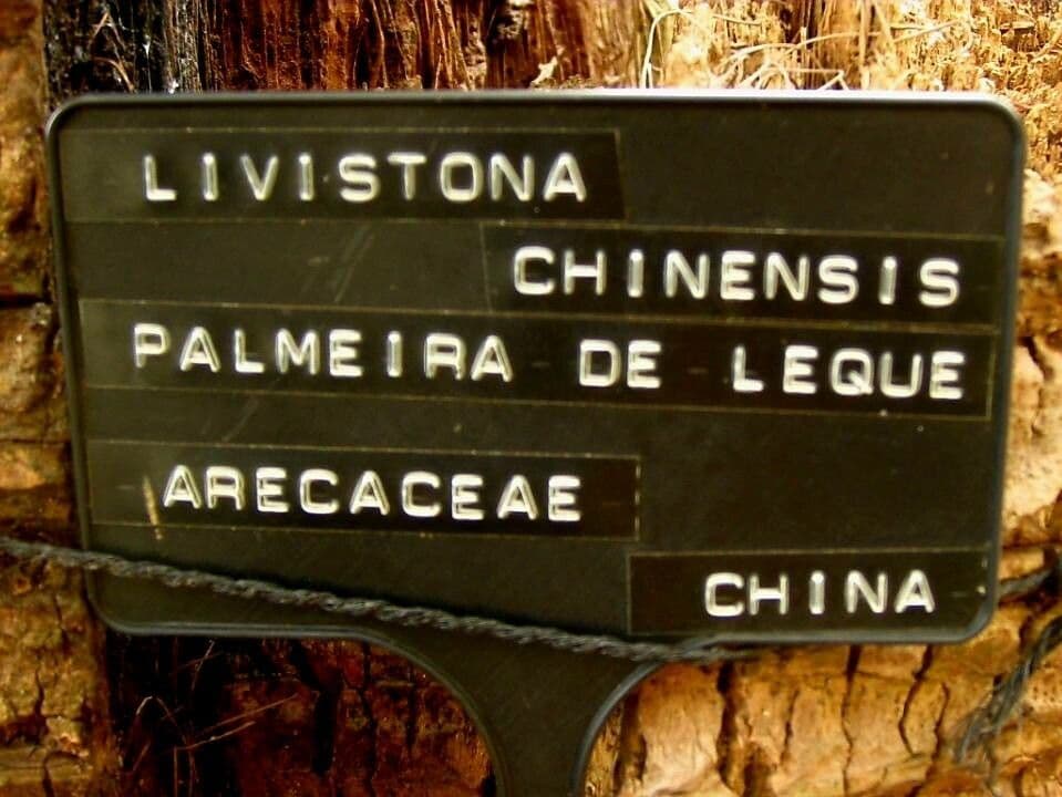 Palma ventaglio cinese 26