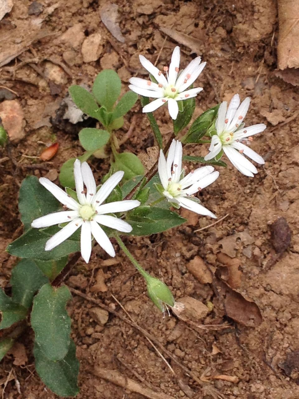 Stellaria pubescente 6