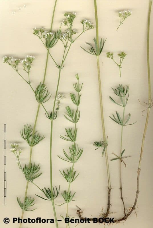 Rubia glauca 29