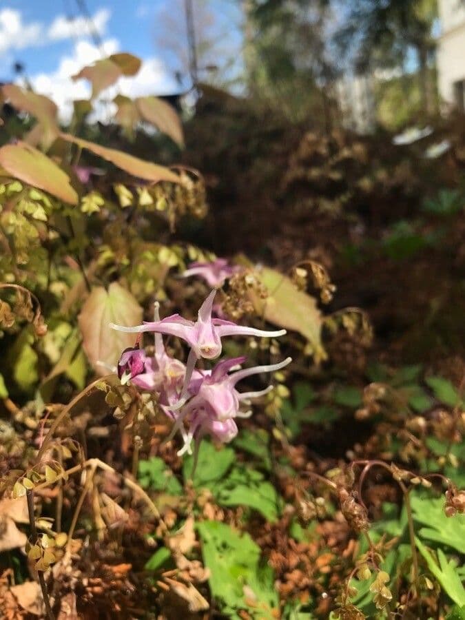 Großblütiges Elfenblümchen
