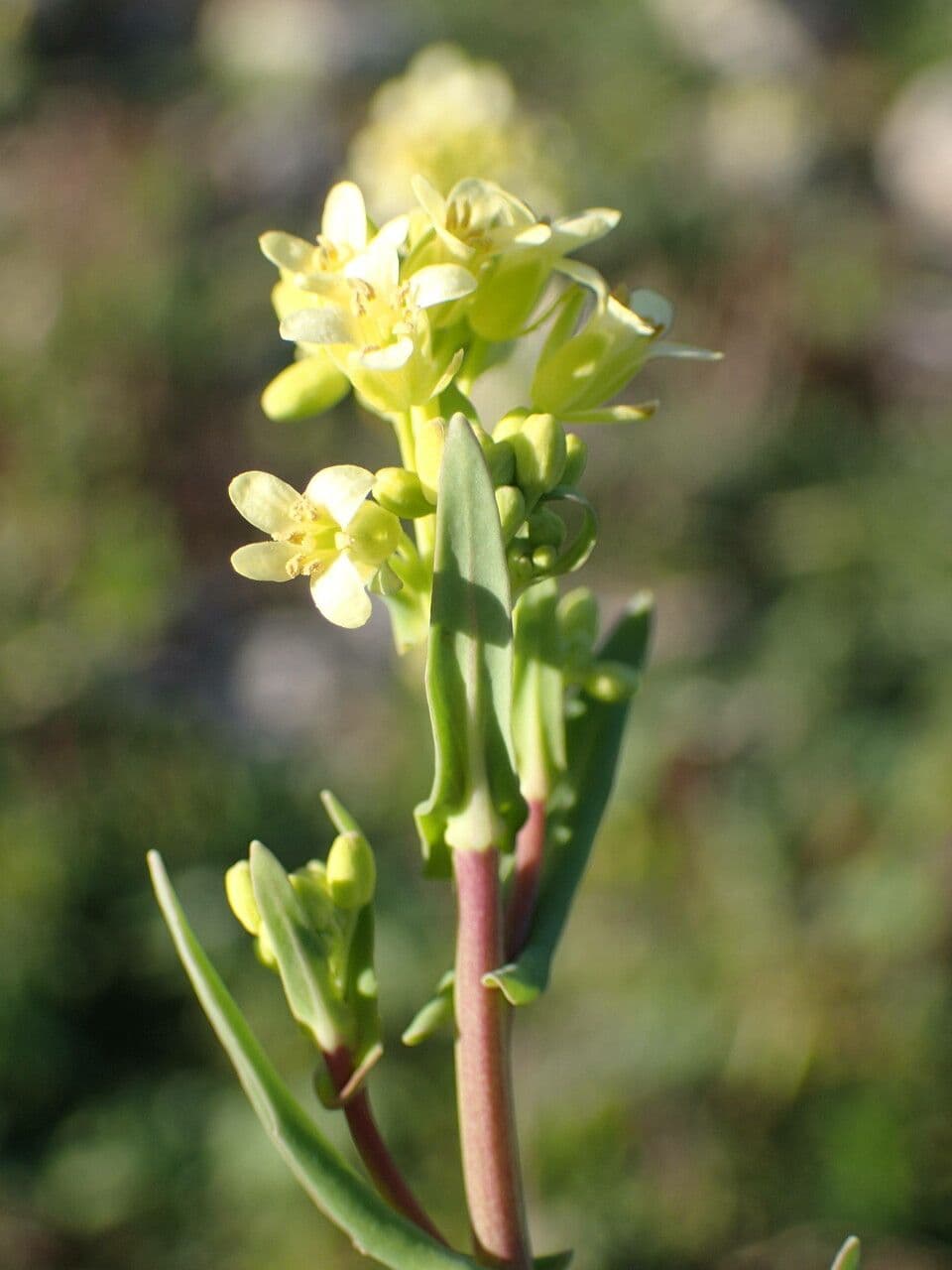 Myagrum perfoliatum 10