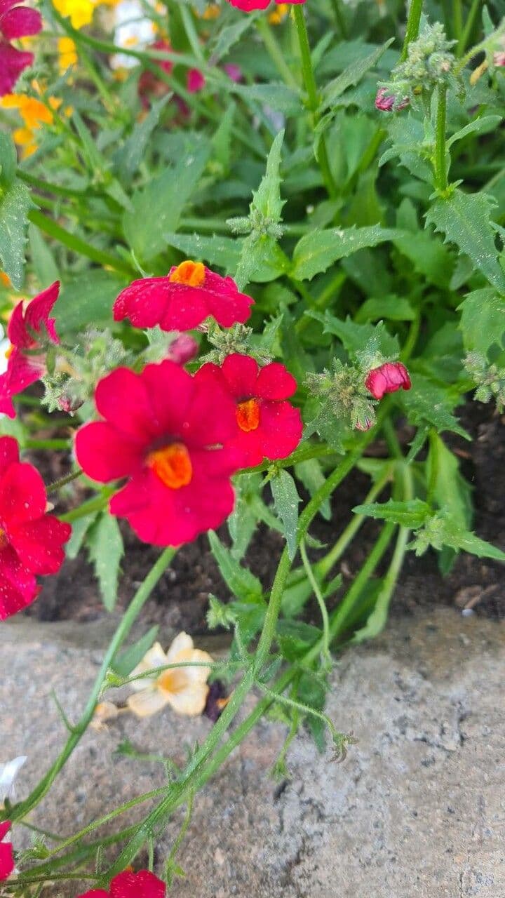Nemesia
