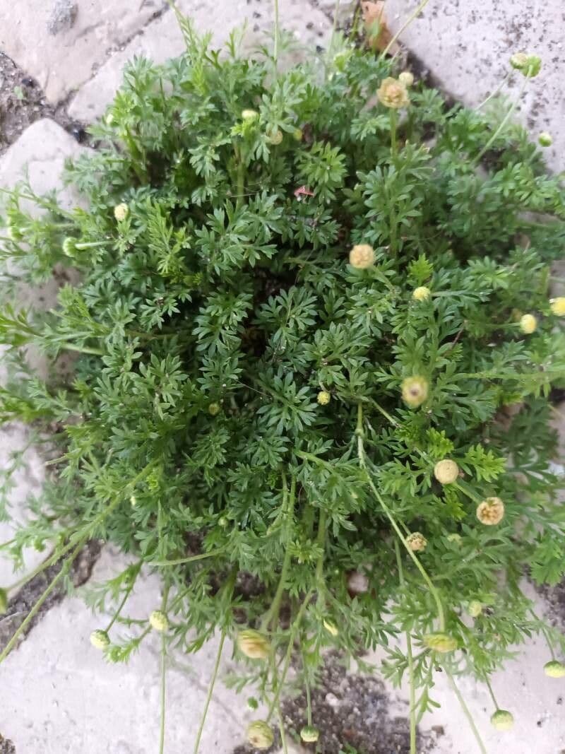 Cotula australis 7