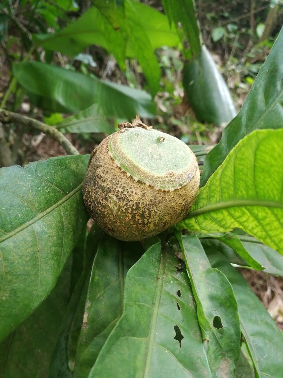 Gustavia augusta 5