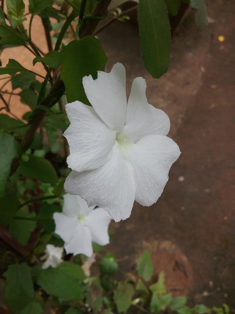 Thunbergia fragrante 3
