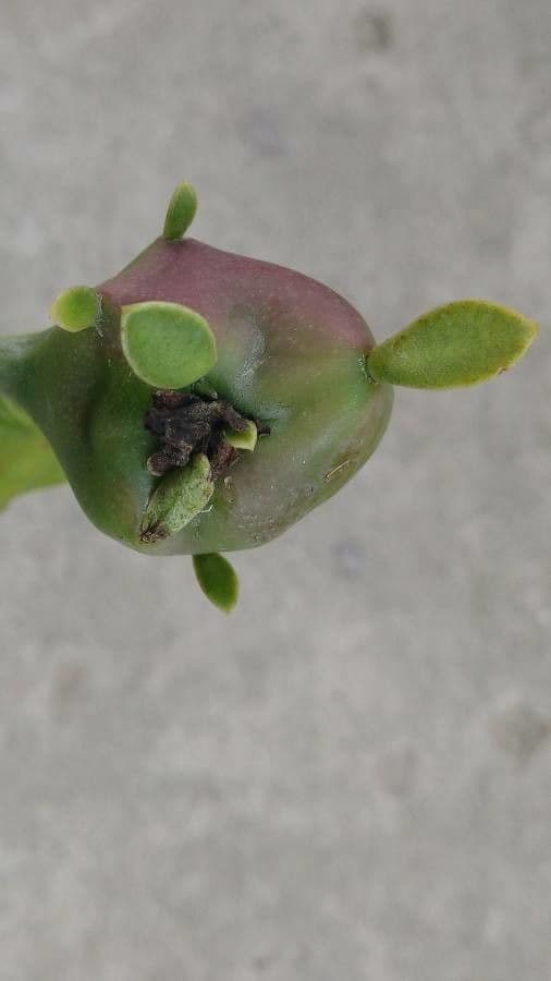 Cactus rosa 3