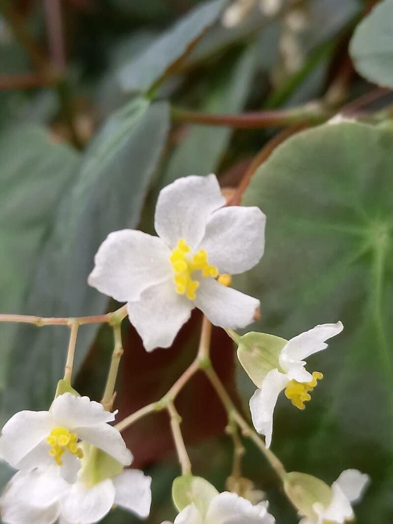 Begonia 2