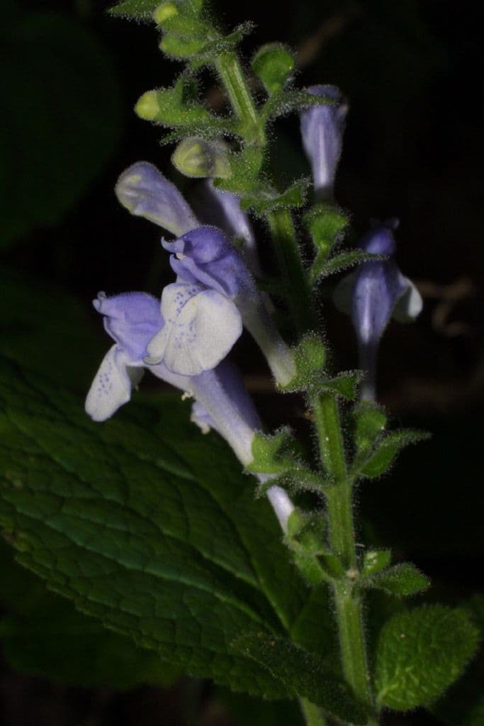 Scutellaria ovata 3
