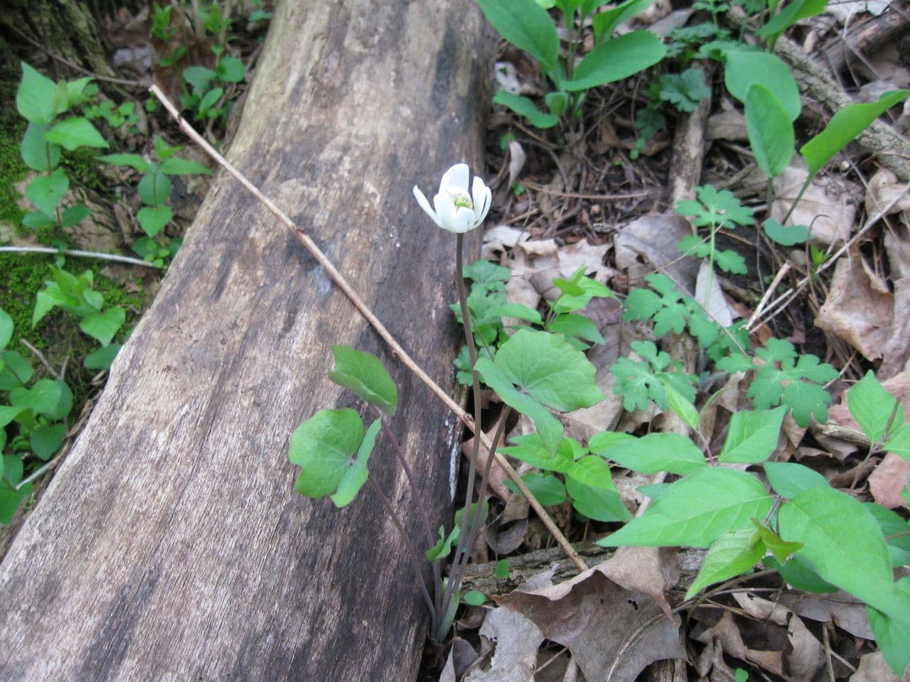 Jeffersonia diphylla 22
