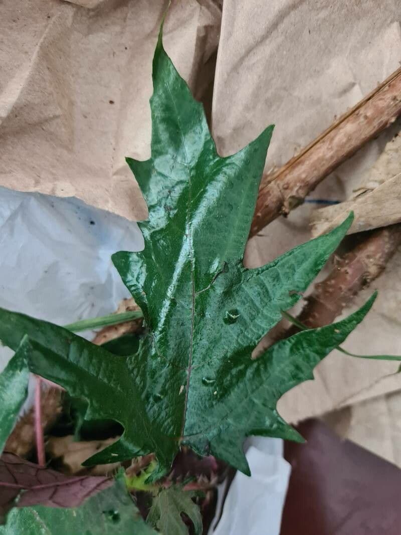 Urera 5