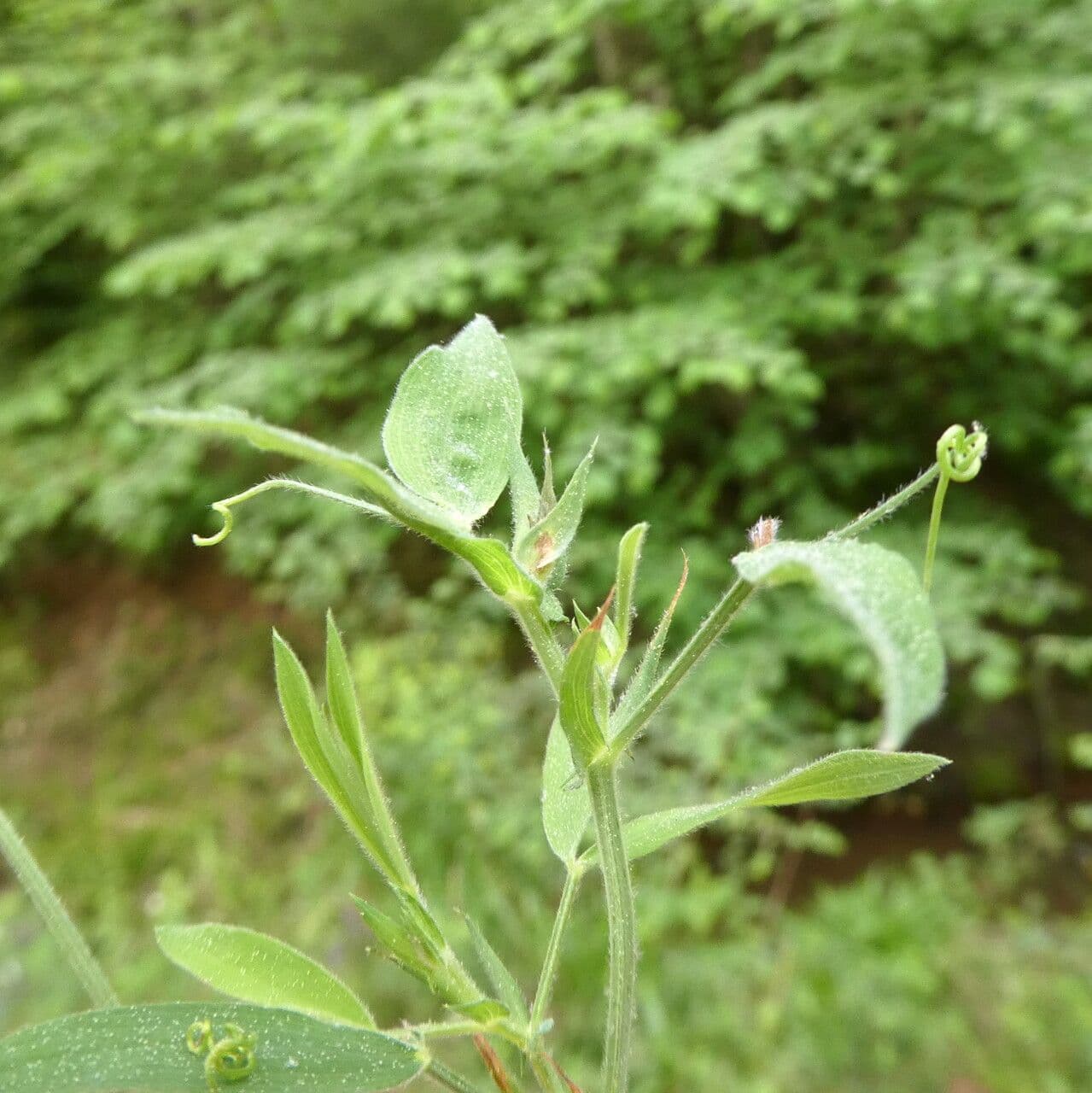 Wiesen-Platterbse 12