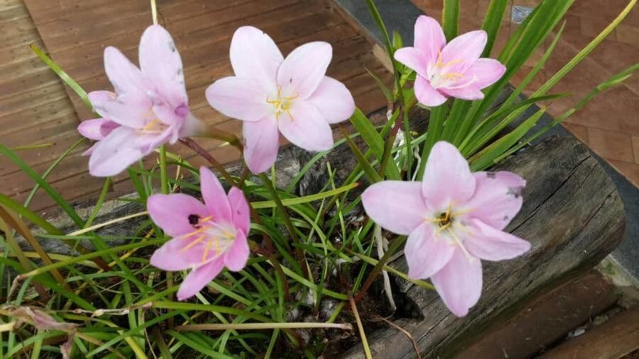 Zephyranthes 6