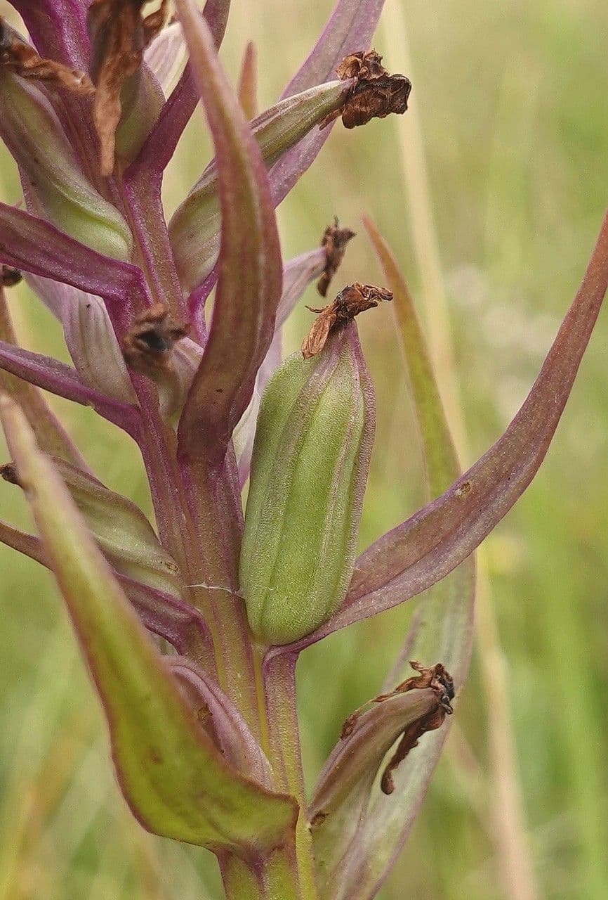 Orchis négligé 2