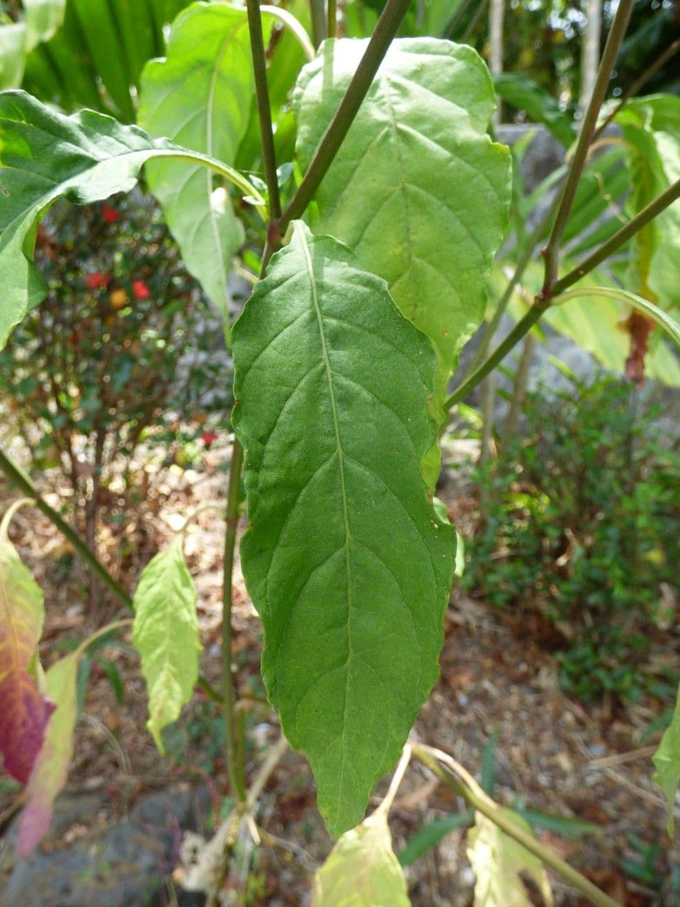 Crossandra 20