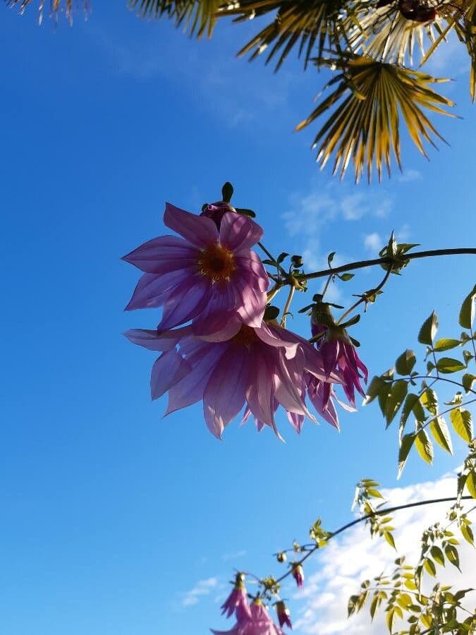 Dalia 4