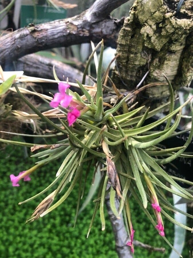 Tillandsia 4